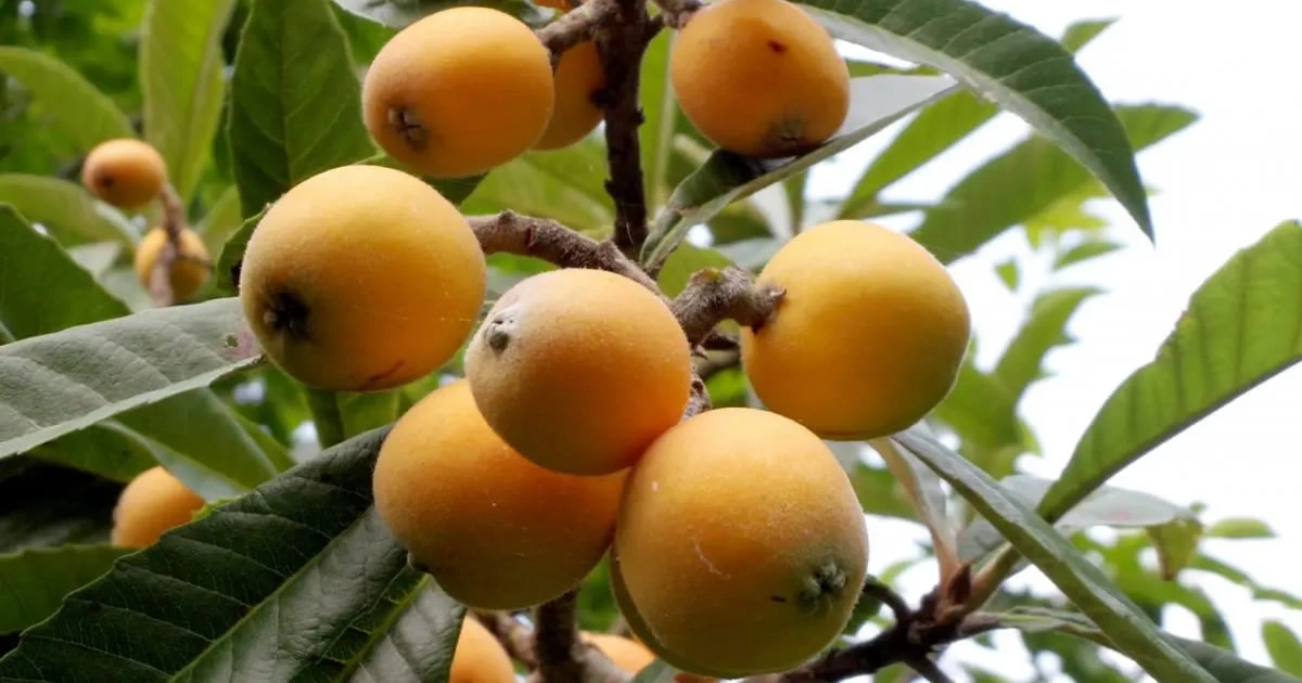 Nespole frutto benefici