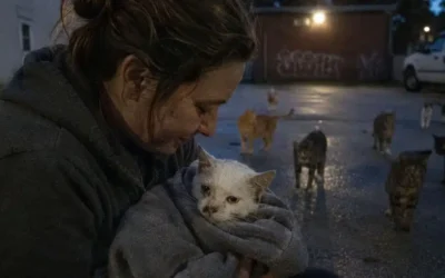 The weakest cat in the parking lot ended up saving more lives than anyone could imagine qqqcat.jpg (1)