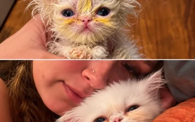 Métamorphose d’un chaton sauvé