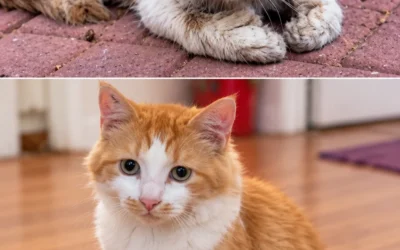 Transformation touchante d’un chat sauvé