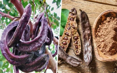 Carrubo benefici